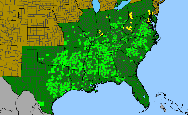 The range of Myosotis macrosperma